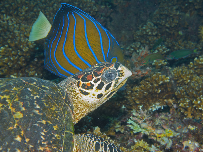 Turtle